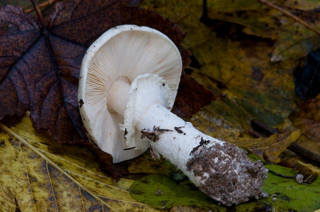 Limacella guttata